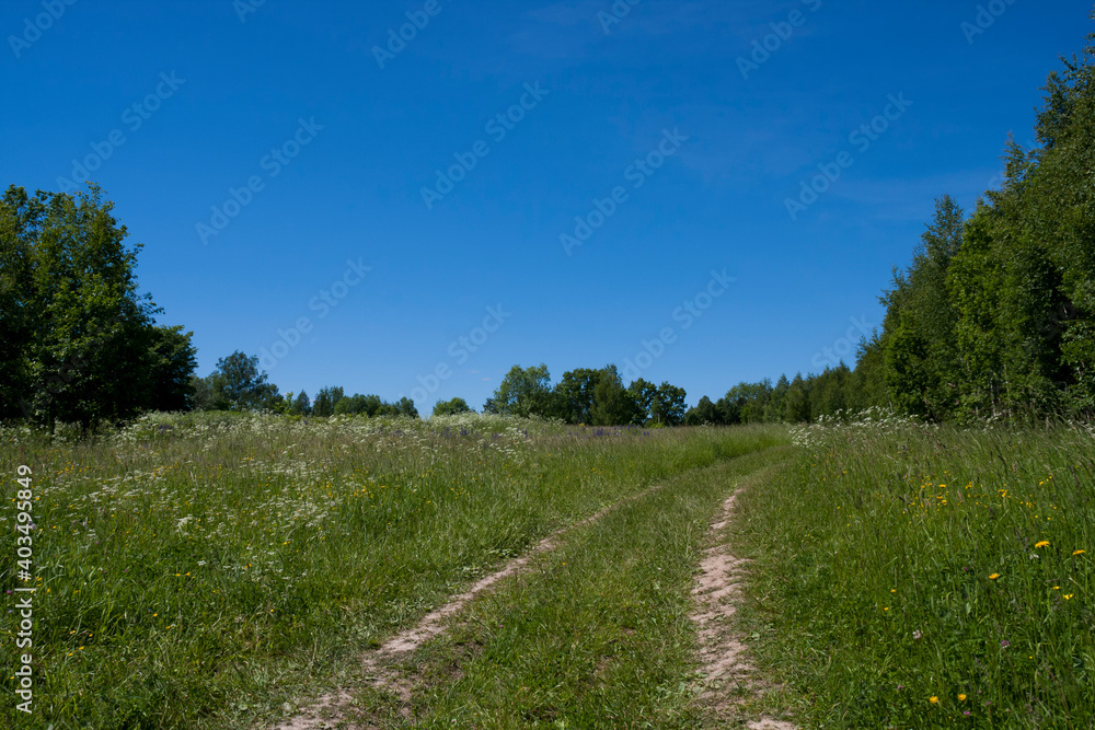 road through a green summer field next to a forest