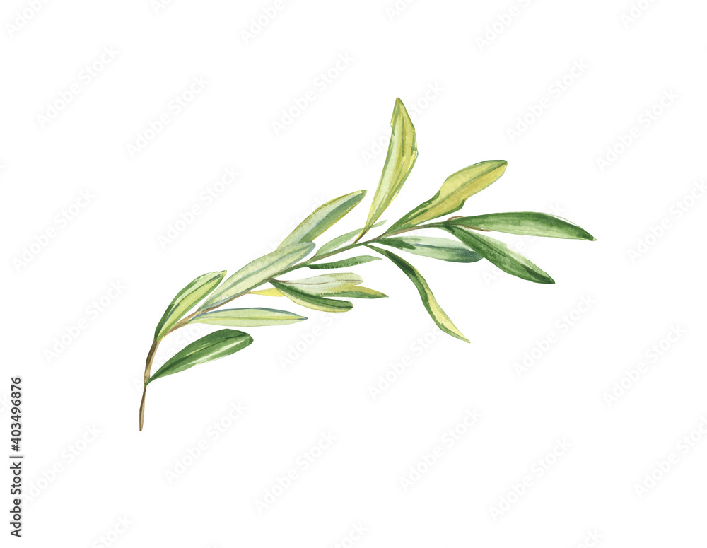 Watercolor olive branch isolated on a white background. The plant. Hand-drawn illustration