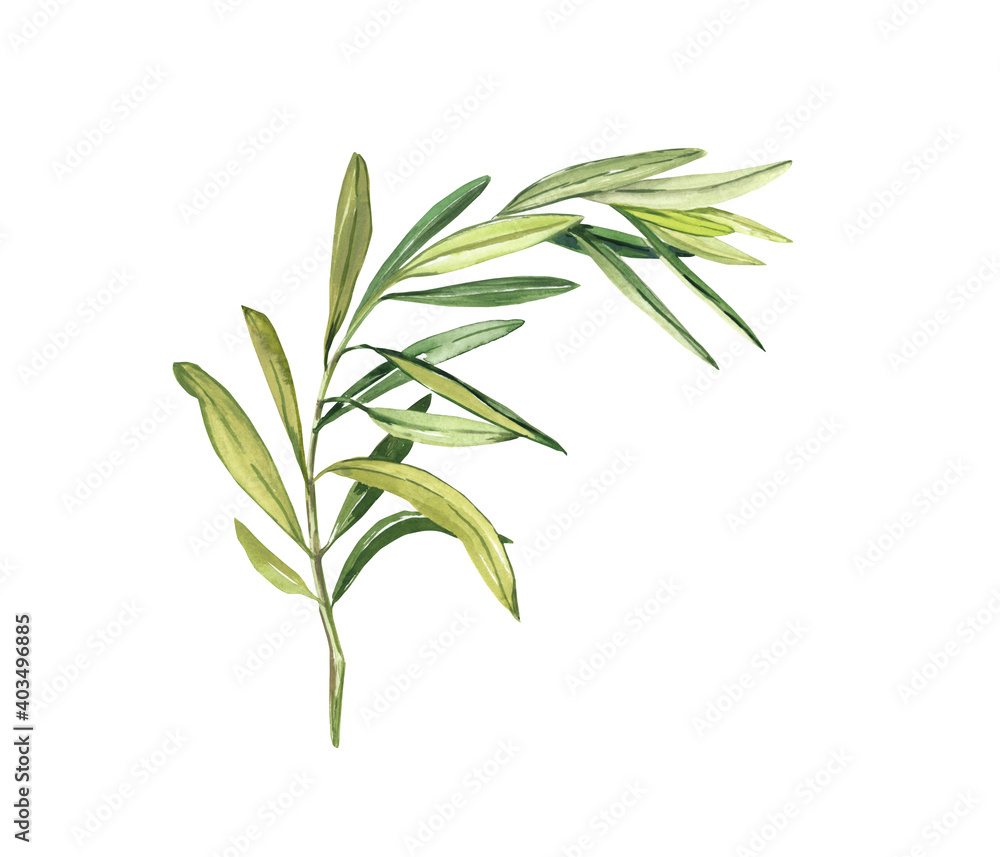 The watercolor olive branch is fresh green isolated on a white background. Hand drawing illustration