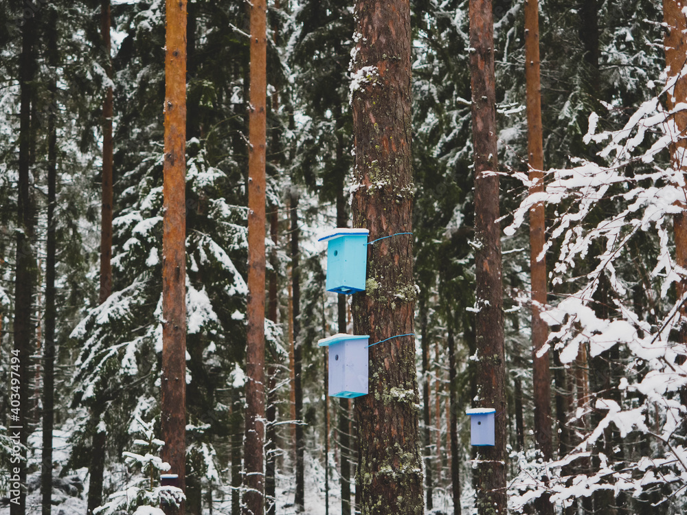 Naklejka premium Colorful birdhouses in snow covered forest in Finland