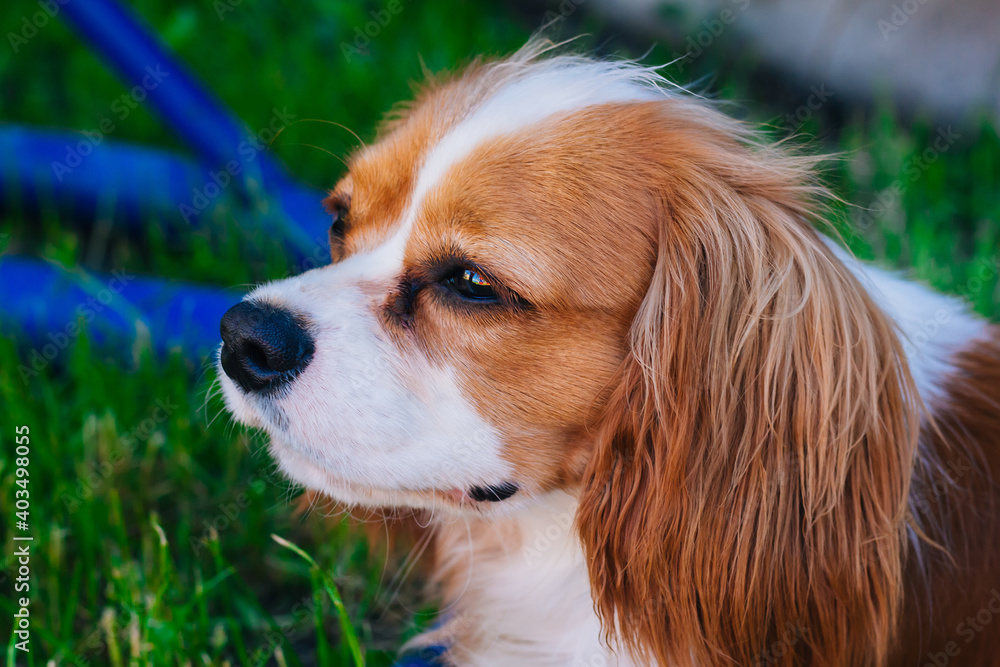 Cavalier King Charles Spaniel puppy, white with brown spots. The dog is sitting on a green lawn. looking away