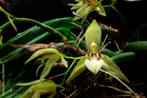 Blooming orchid Coelogyne fuscesoens on panicle photo