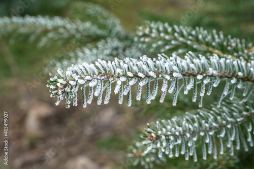 fir branch in the forest
