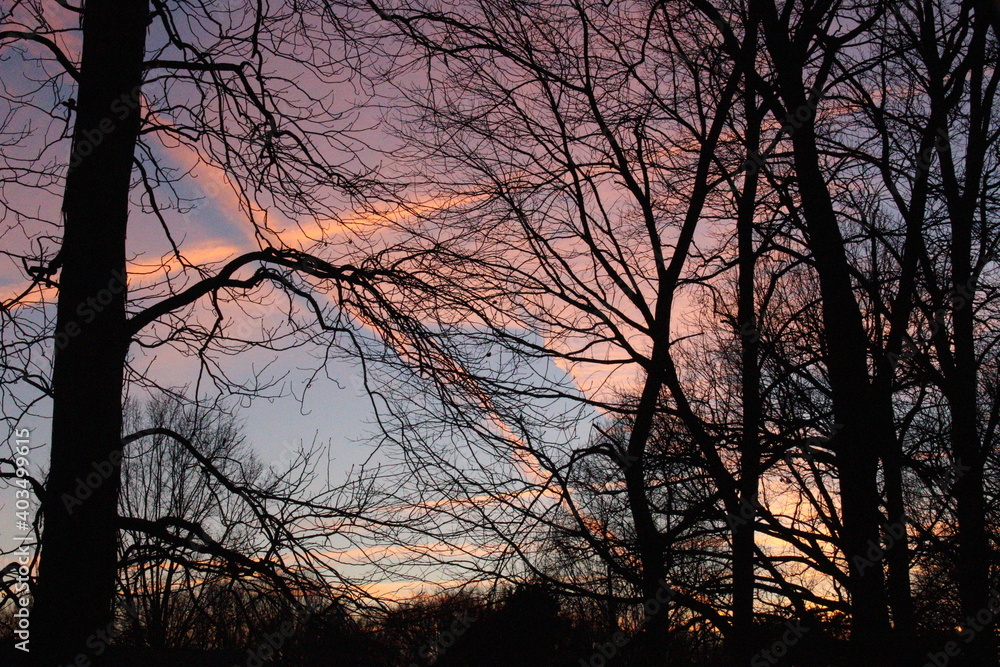 Obraz premium sunset in the forest