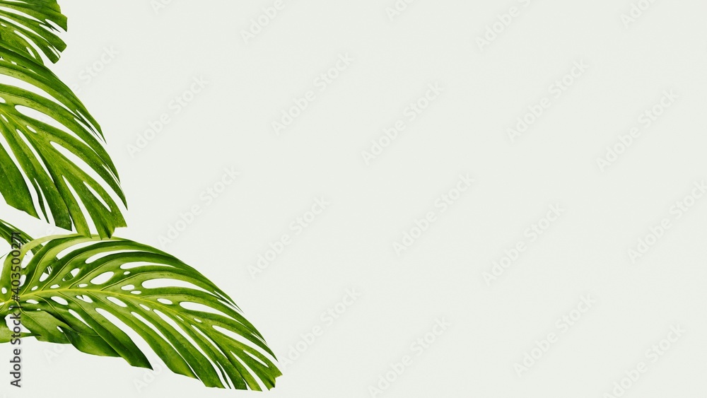 Tropical leaves Monstera on grey background. 3d rendering. trend color Tropical leaves Monstera on grey background. 3d rendering. trend color