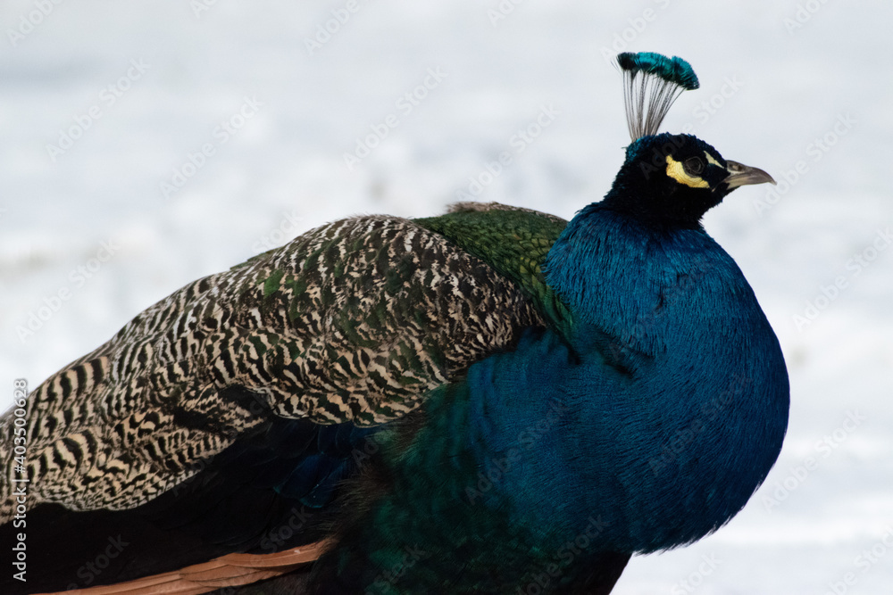 Closeup of beautiful peacock on snow Closeup of beautiful peacock on snow