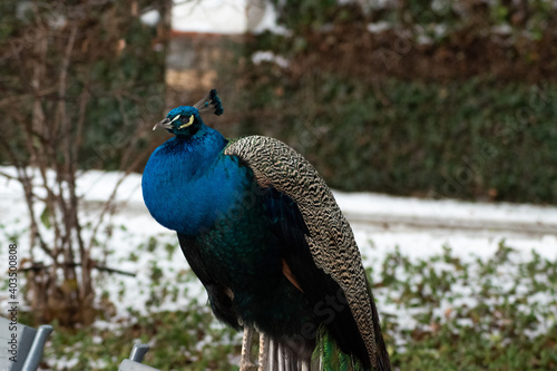 Beautiful peacock standing on a bench. Snow Background 