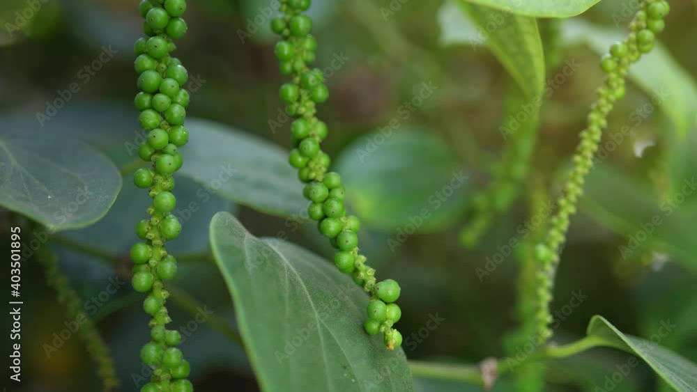 Green Pepper on the Pepper tree garden, Fresh Black pepper plant in garden. Green Pepper on the Pepper tree garden, Fresh Black pepper plant in garden.