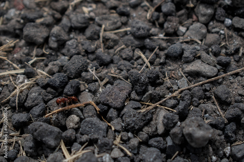 Textura de piedras negras con pasto y hormiga roja