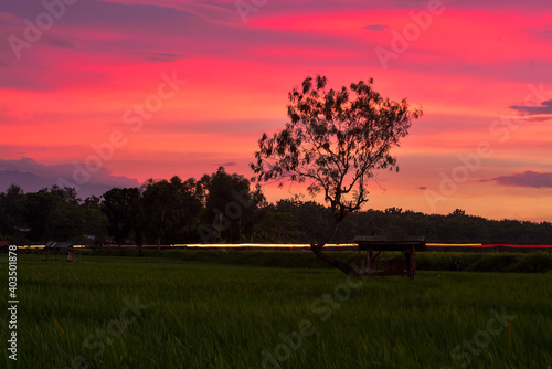 Sunset sky over the field with silhouette tree. 