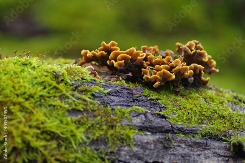 Selective focus shot of mushrooms and moss on a surface