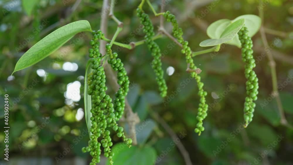 Green Pepper on the Pepper tree garden, Fresh Black pepper plant in garden.