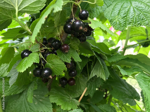  Black berries 