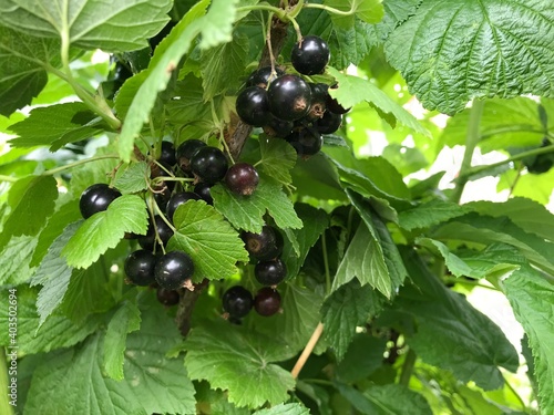 black currant on the bush