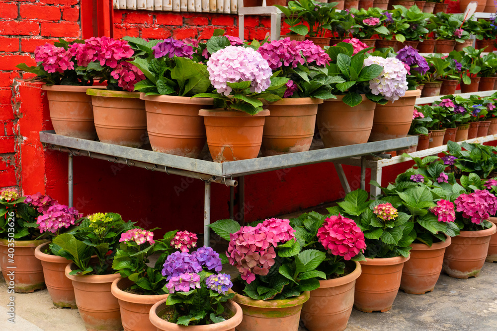 Blooming hydrangea flowers in a plant store in Asia