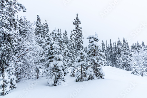 A winter wonderland seen in northern Canada, Yukon Territory during freezing cold season with deep snow and white out conditions. 