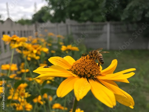 bee on a flower