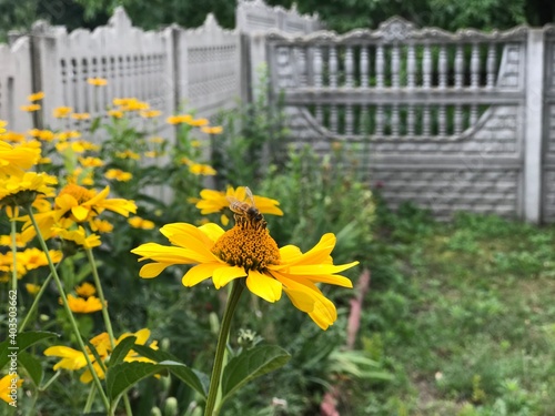 flowers in a garden