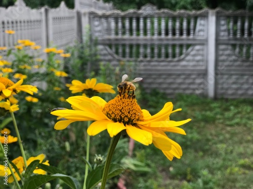 bee on a flower