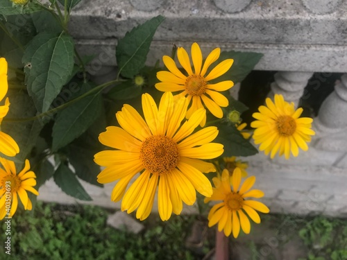 yellow flowers in the garden