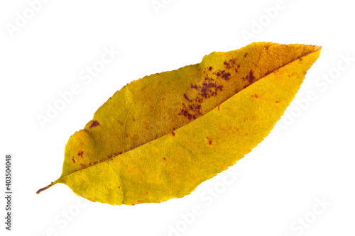 yellow and red leaves on a white background