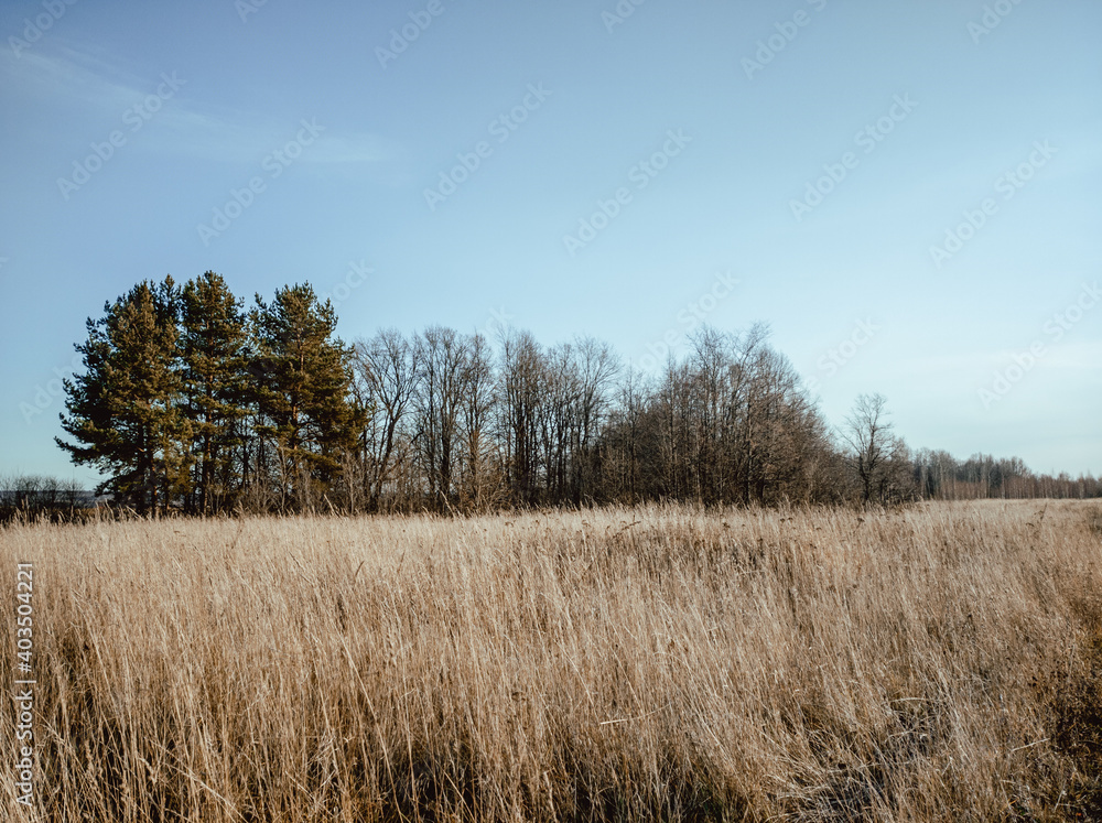 landscape with trees