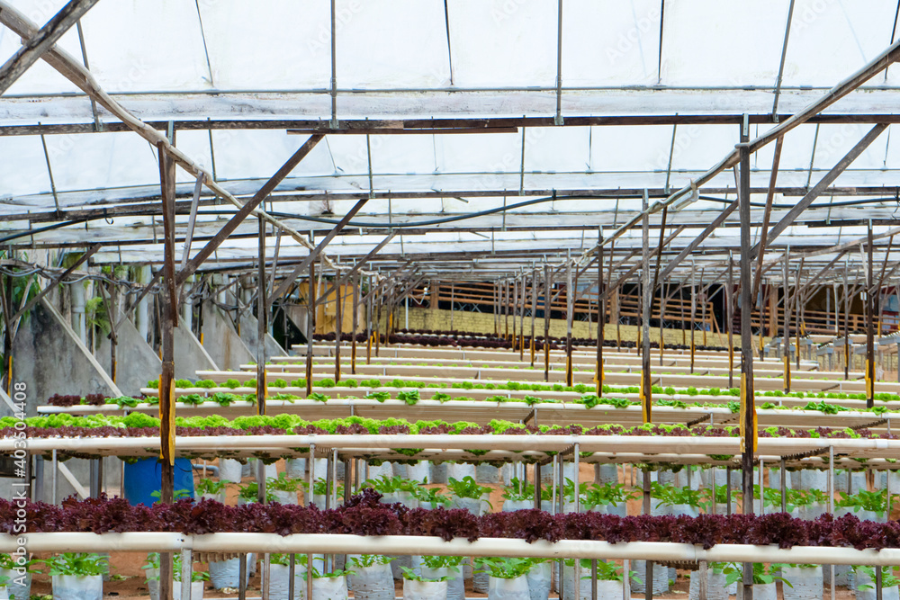 Modern greenhouse for growing salads with irrigation system. Industrial scale of growing plants