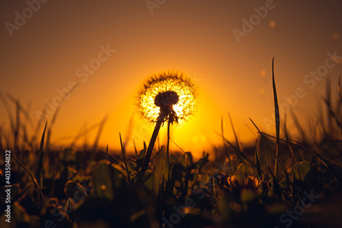 dandelion