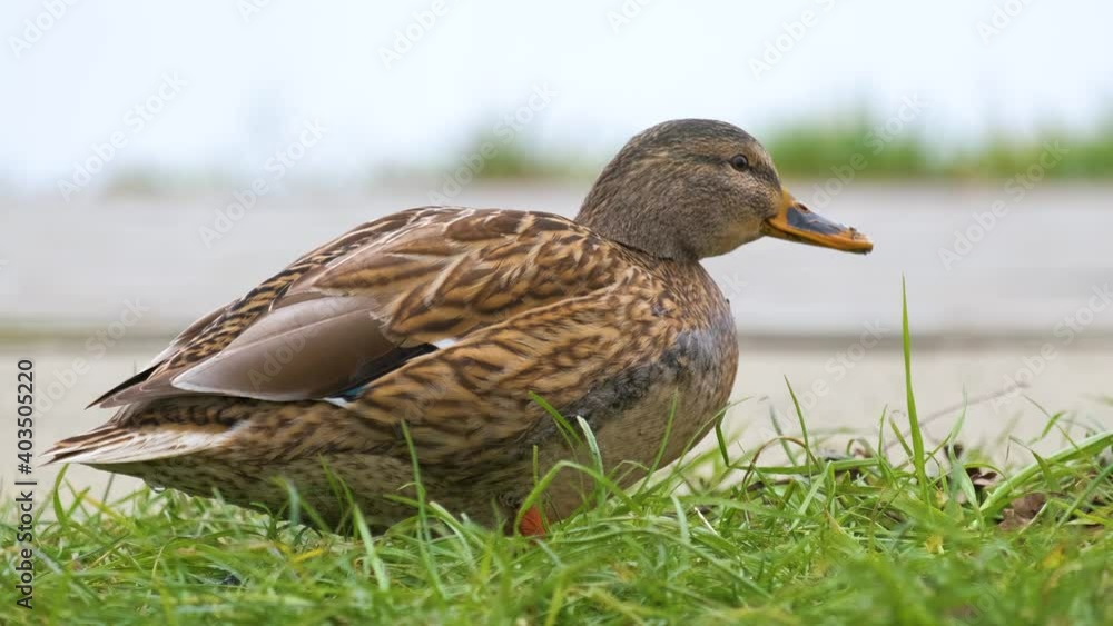 Wild duck eating green grass in summer park. Wild duck eating green grass in summer park.