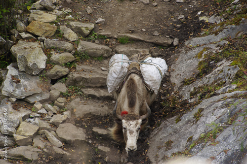 Yak (Bos Grunniens) transporting goods on the Gokyo Ri Trek (Everest) in Phortse Tenga. photo