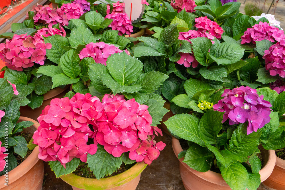 Blooming hydrangea flowers in a plant store in Asia