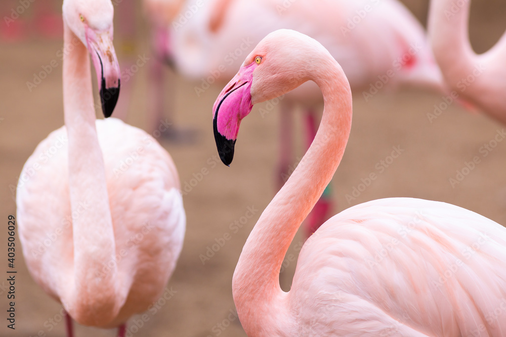 Naklejka premium Flamengo