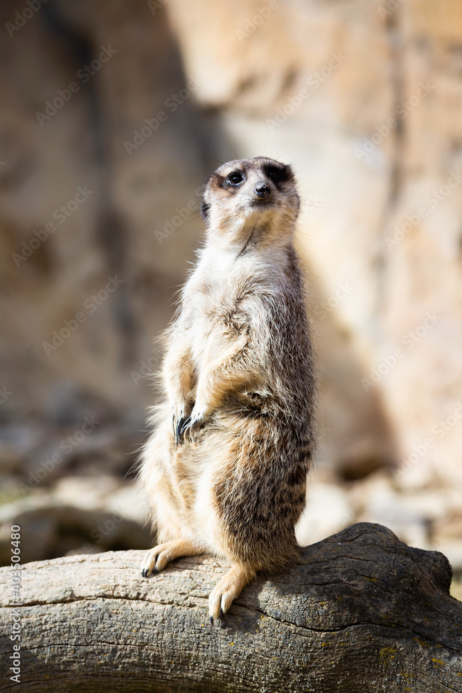 Meerkat Meerkat