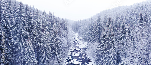 forest and river in winter