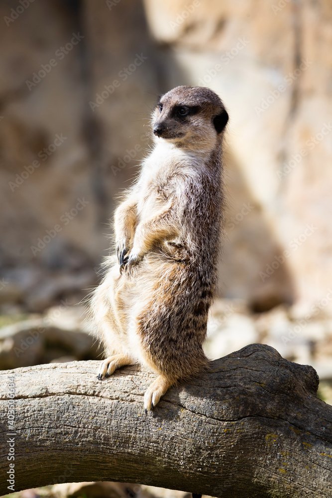 Meerkat Meerkat