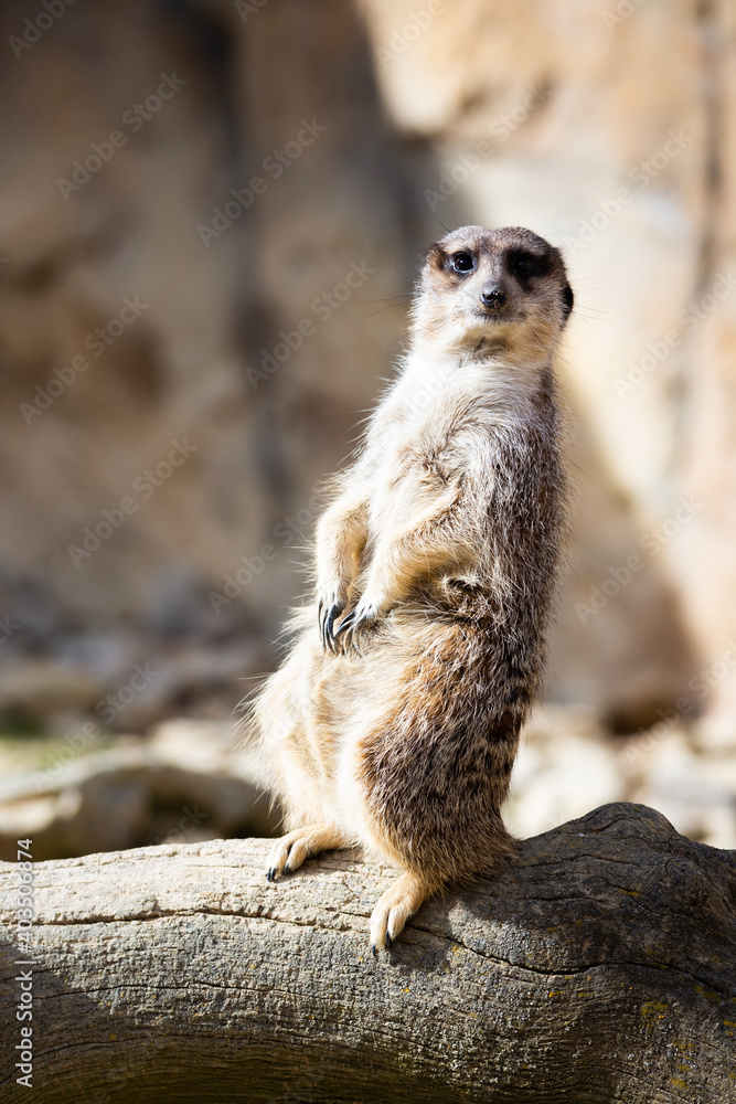 Fototapeta premium Meerkat