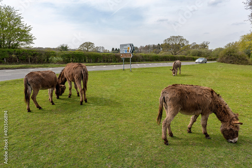 Beaulieu, Hampshire, UK - A car drives past New Forest donkeys and ponies that wander freely in the New Forest. A sight not seen anywhere else in the UK.
