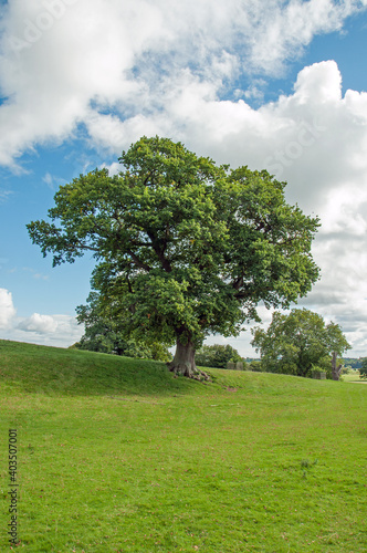 Old oak tree in the summertime