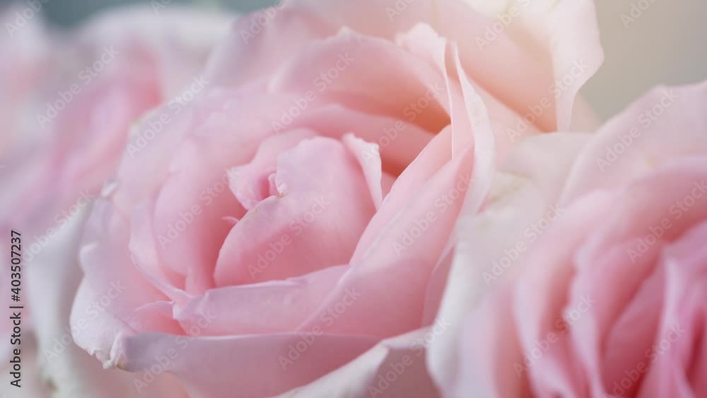 Softly Pink Rose flower on Rose garden background, Close up shot pink roses flowers valentine concept. Softly Pink Rose flower on Rose garden background, Close up shot pink roses flowers valentine concept.