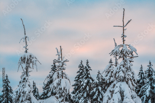 Forest after a heavy snowfall. Winter landscape