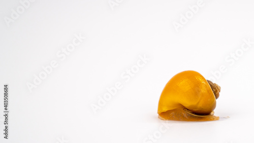 Pomacea Bridgesii, also known as Apple Snail