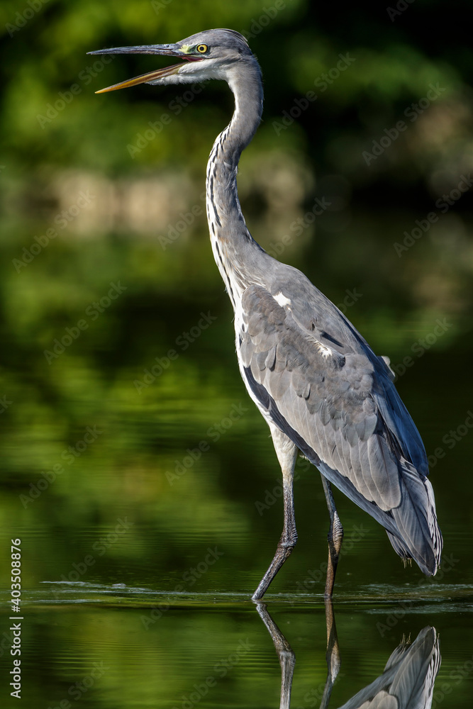 Fototapeta premium Graureiher (Ardea cinerea)