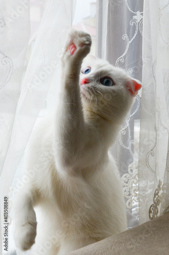 Scottish fold white kitten with blue eyes waves her paw