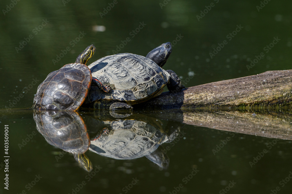 Obraz premium Gelbbauch-Schmuckschildkröte (Trachemys scripta scripta)