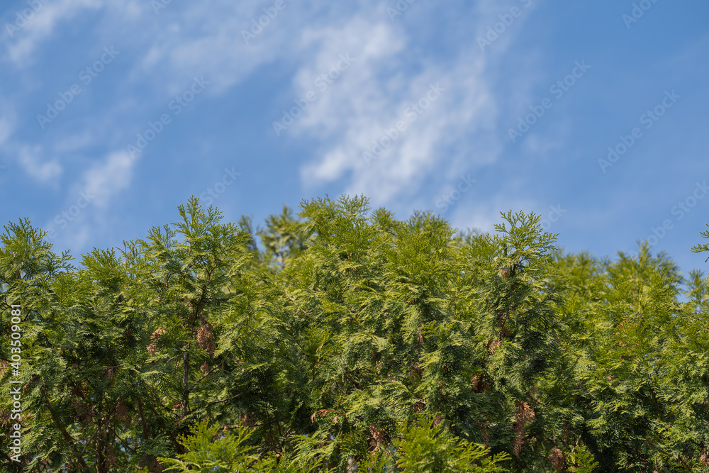 緑の木々と青空 緑の木々と青空