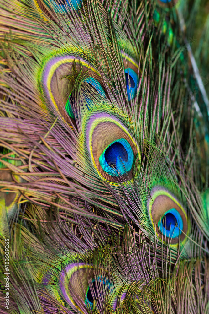 Fototapeta premium colorful peacocks feathers on his tail