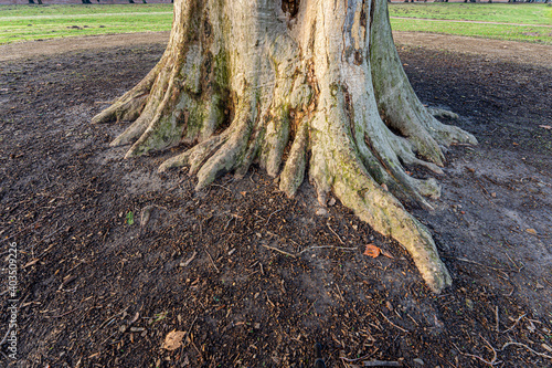 Lower part of trunk of old sycamore tree with aboveground roots