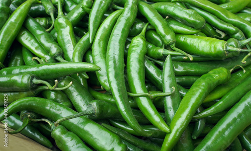 harvest of green chili peppers