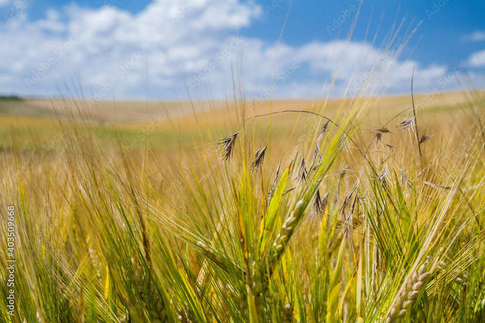 grain field in moravia grain field in moravia