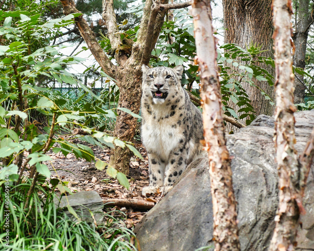 Naklejka premium snow leopard cub